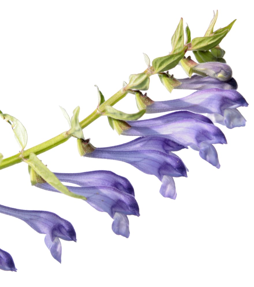 Baikali tihashein S+ Haircare toodetes