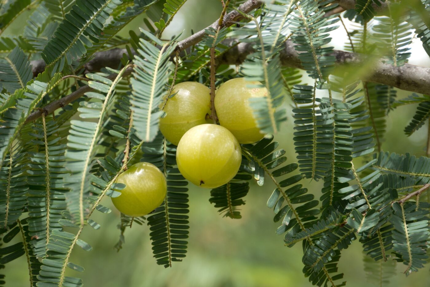 India karusmari sisaldab suures koguses vitamiine, mineraale, fütotoitaineid, mis hoiavad peanaha heas seisukorras, aitavad kasvada tervetel juustel 